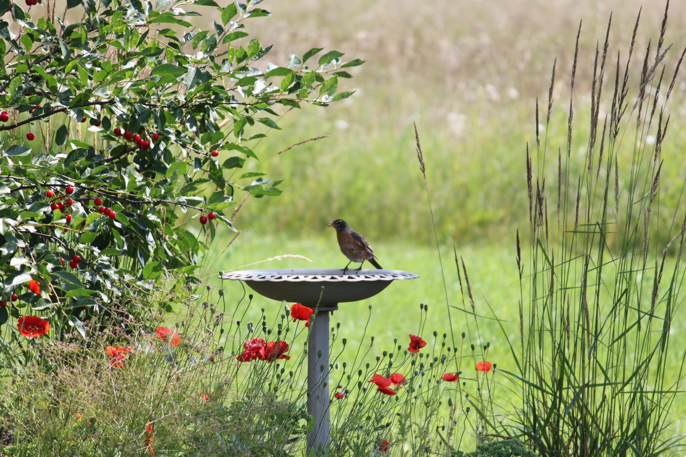 You are currently viewing Come Into The Garden With Me