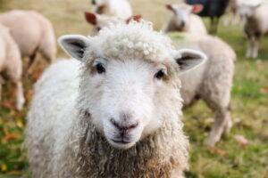 Read more about the article I Am Not A Sheep