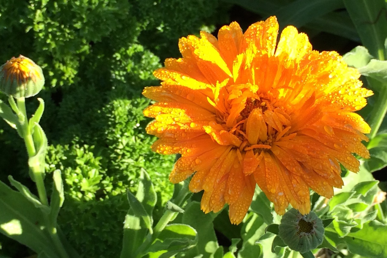 You are currently viewing You say Pot Marigold and I say Calendula officinalis