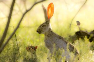 Read more about the article The Rabbit and the Squirrel – A Story
