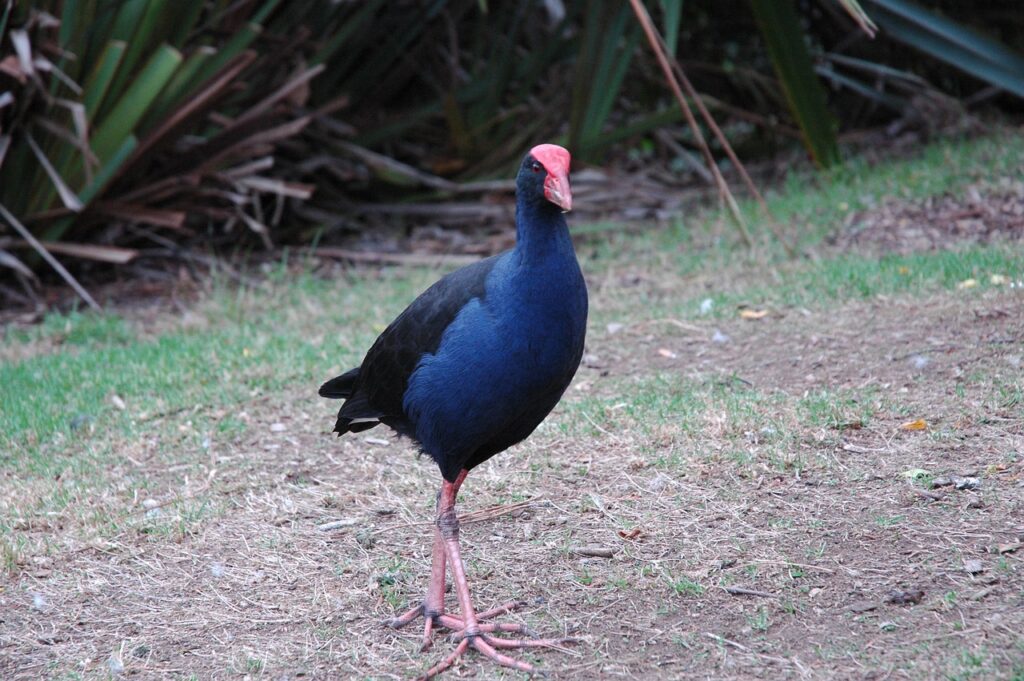 Pukeko or Swamp Hen Ask the Beasts