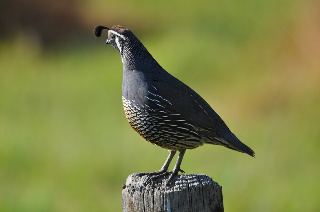 Californian quail Ask the Beasts