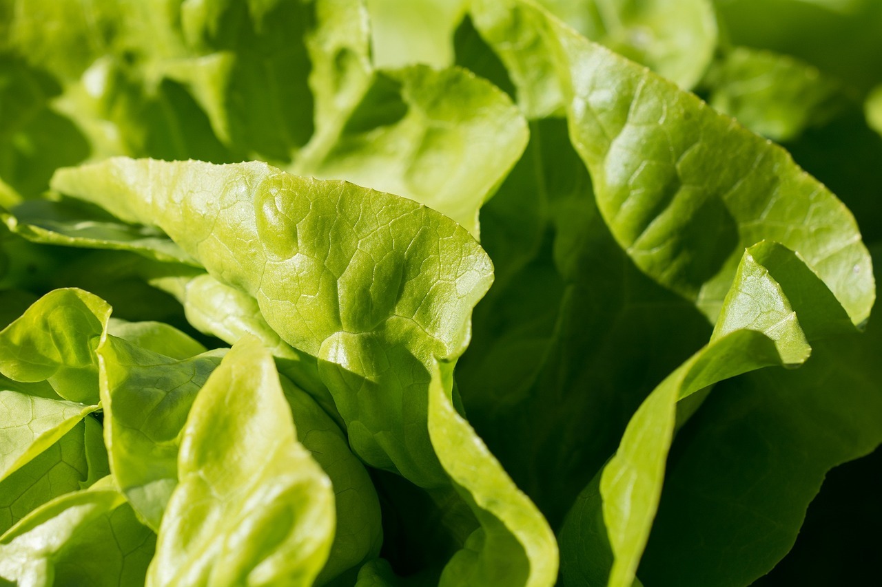 You are currently viewing The ABC’s of the Vegetable Garden: “A” is for <i>Asteraceae</i>