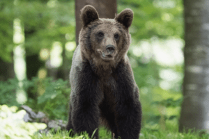 Read more about the article Unbearable: My Lifelong Experience with Bears