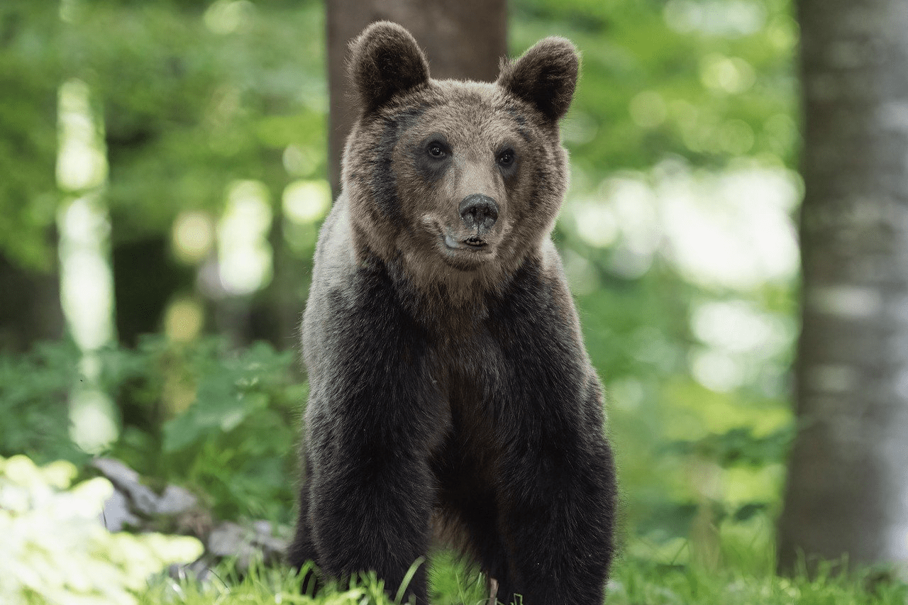 You are currently viewing Unbearable: My Lifelong Experience with Bears