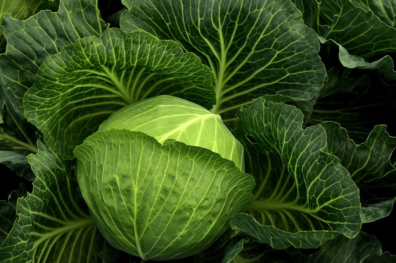 You are currently viewing Gardening ABCs: B is for Brassicaceae Part 1