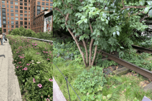 Read more about the article Discoveries on the High Line