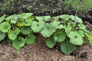 Read more about the article The ABCs of the Vegetable Garden: C is for Cucurbitaceae: Part 1 of 2