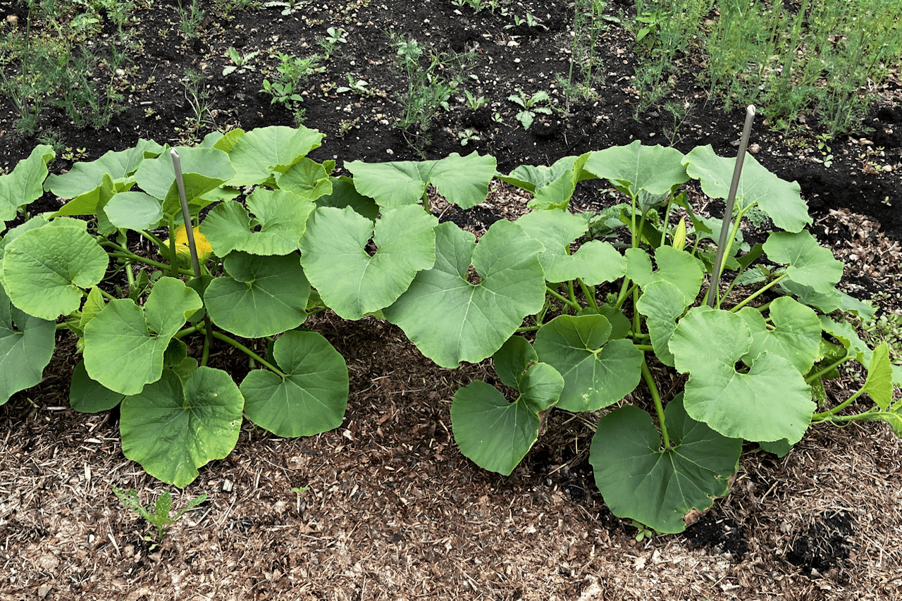 You are currently viewing The ABCs of the Vegetable Garden: C is for Cucurbitaceae: Part 1 of 2