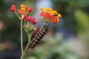 Read more about the article The Caterpillar: Metamorphosis