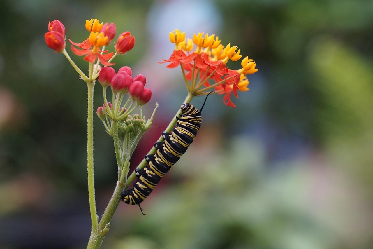 You are currently viewing The Caterpillar: Metamorphosis