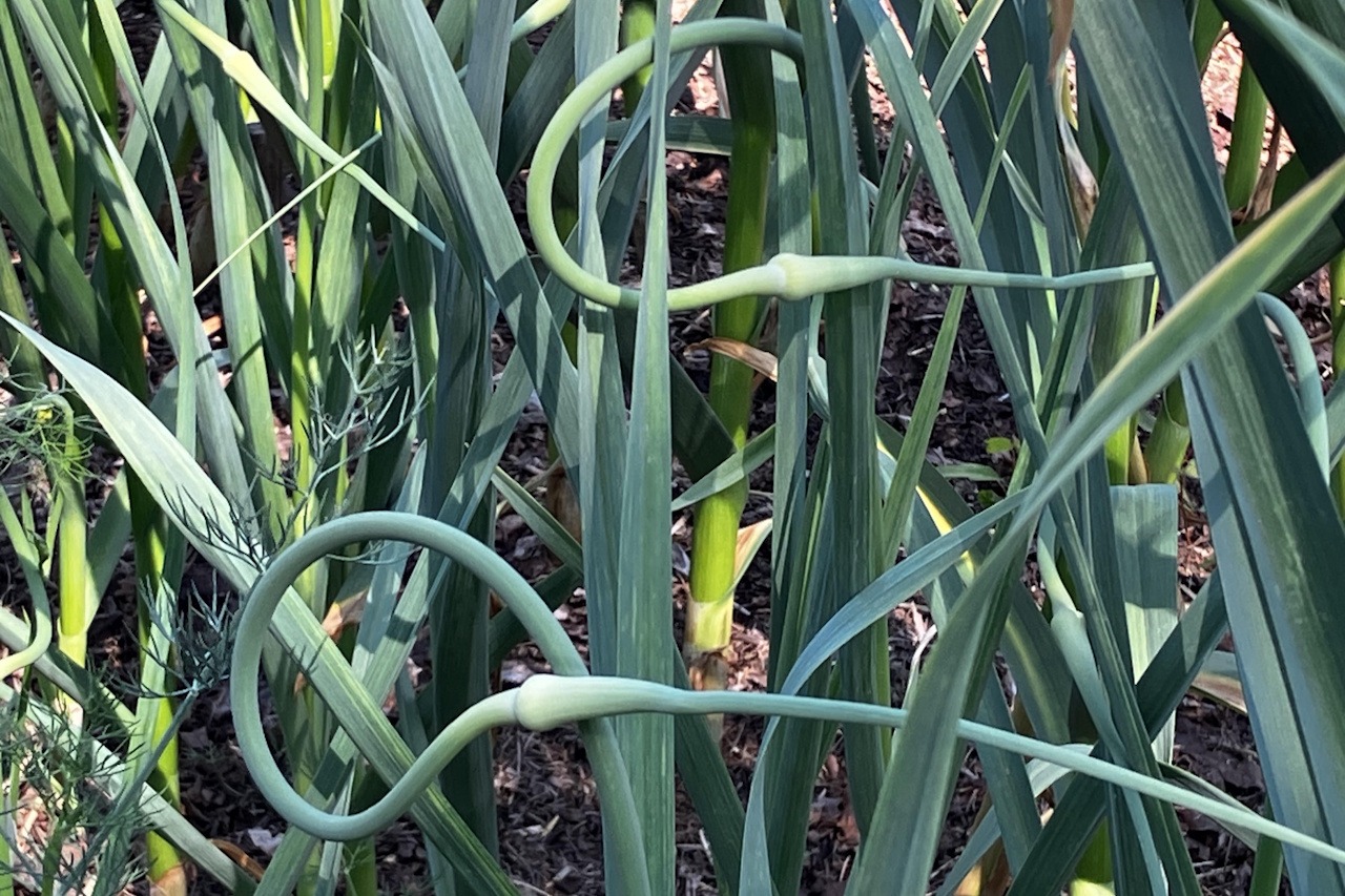 You are currently viewing A Global Citizen of the Amaryllis (Amaryllidaceae) Family