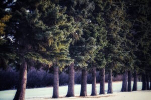 Read more about the article From Loss to Renewal:  Reimagining our Landscape