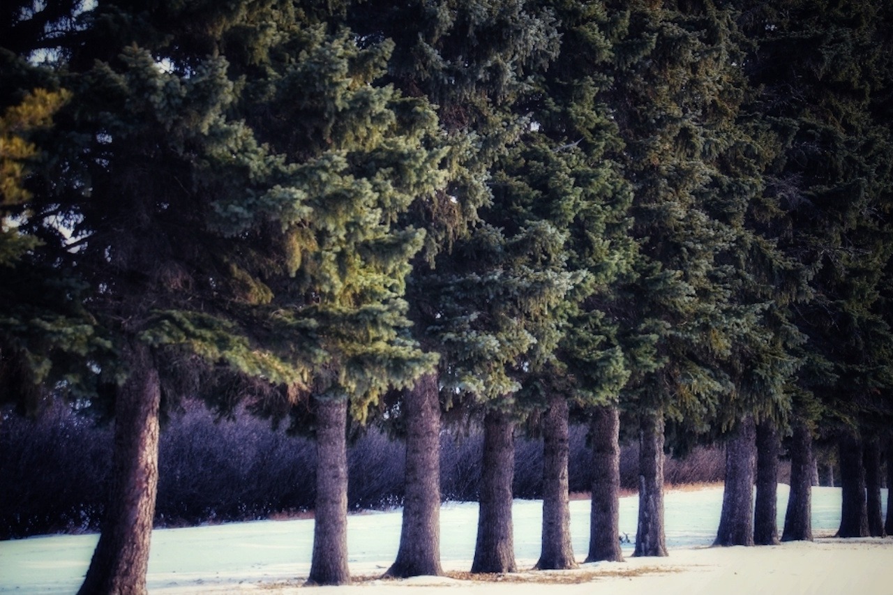 You are currently viewing From Loss to Renewal:  Reimagining our Landscape