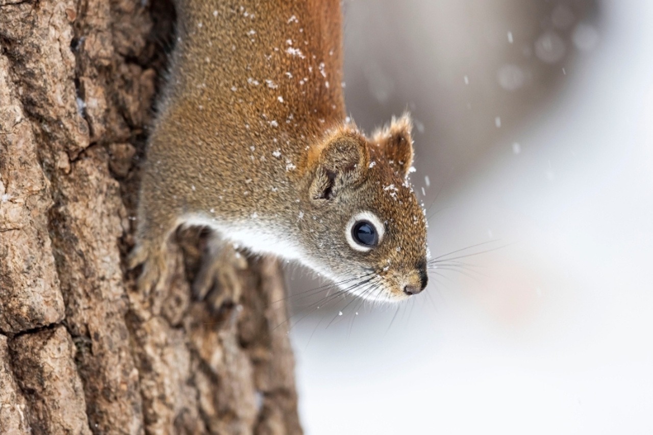 You are currently viewing Just a Squirrel