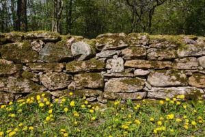 Read more about the article Living Stones, Lifted Wings