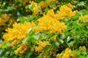 Read more about the article The Blooming Golden Padauk: Seeing the Father in the Midst of Chaos