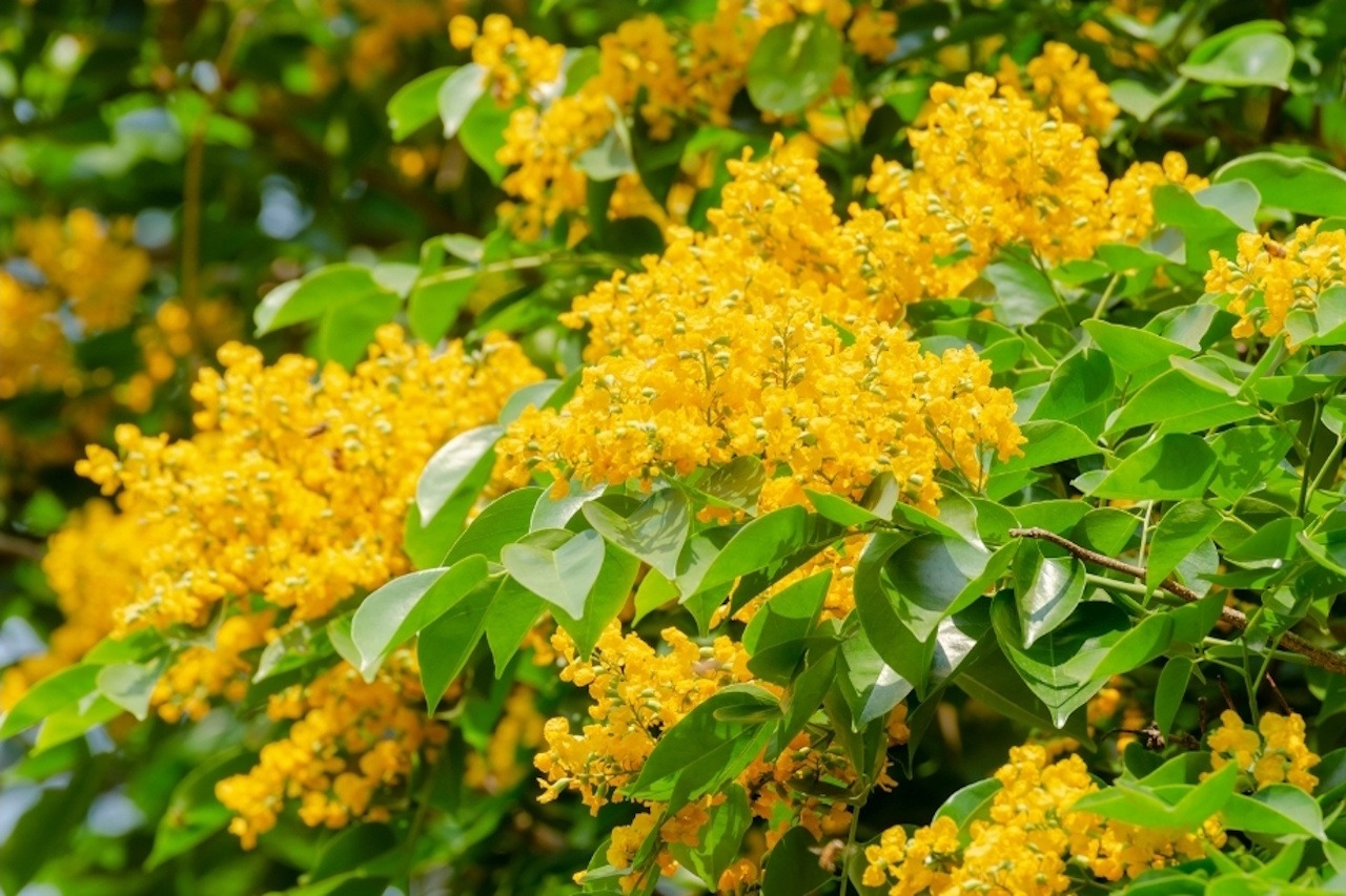 You are currently viewing The Blooming Golden Padauk: Seeing the Father in the Midst of Chaos