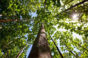 Read more about the article A Journey Into Interconnectedness