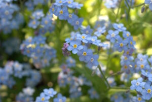 Read more about the article Seeds of Hope