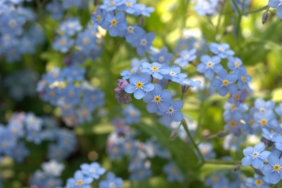 You are currently viewing Seeds of Hope
