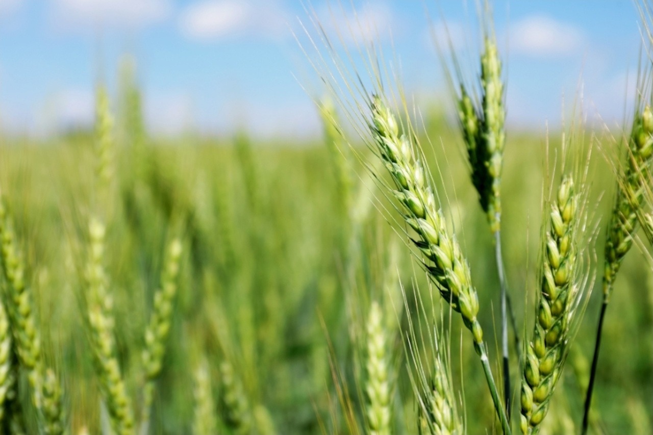 You are currently viewing Among the Wheat and the Weeds