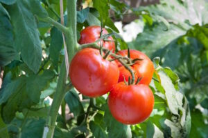 Read more about the article The Tomato, Member of the Solanaceae Family