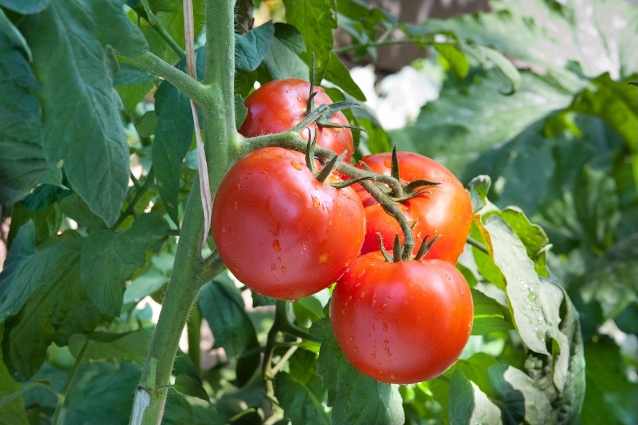 You are currently viewing The Tomato, Member of the Solanaceae Family