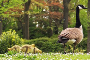 Read more about the article Preparing the Garden for a Changing Climate