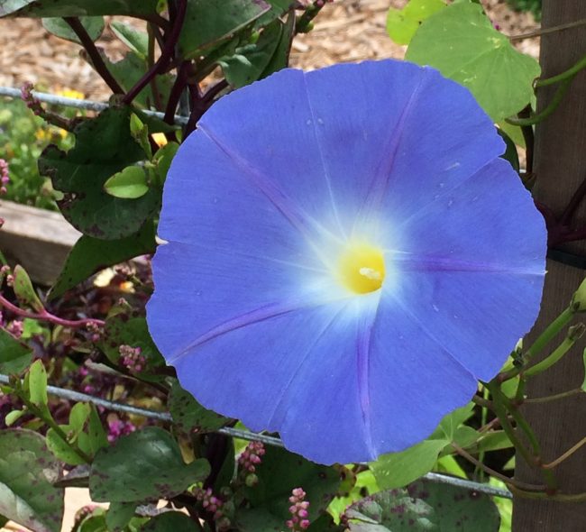 'Heavenly Blue' Morning Glory cropped
